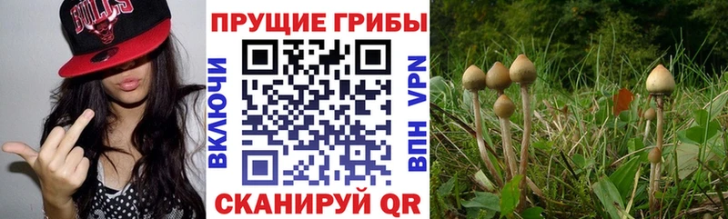 купить  цена  Ивантеевка  Псилоцибиновые грибы Magic Shrooms 